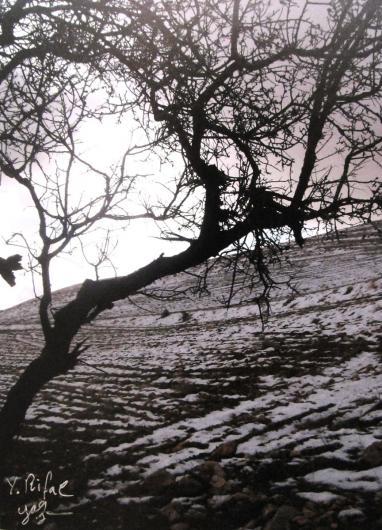 شجرة الشتاء في رنكوس. تصوير: يزن رفاعي